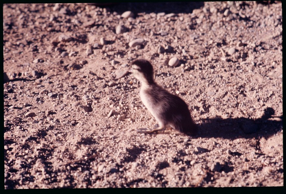 Wood duck baby 1978